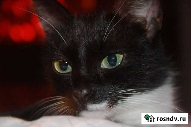 Кошки в добрые руки бесплатно Тула - изображение 1