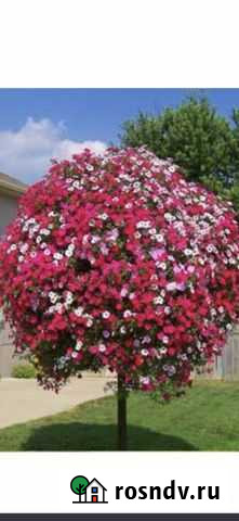 Подставка под петуниевое дерево Панковка - изображение 1