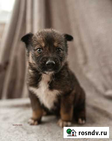 Щенок хаски мальчик Воскресенск - изображение 1
