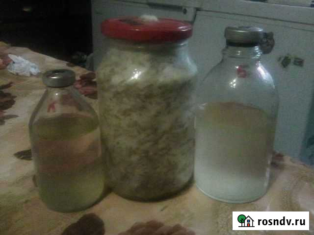 Мицелий грибов Белая Калитва - изображение 1