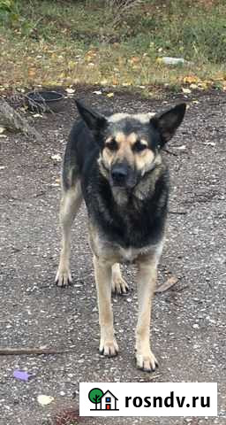 Ищем дом песику Альметьевск - изображение 1