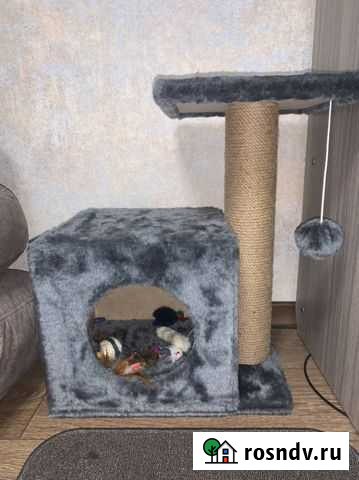 Когтеточка Махачкала - изображение 1