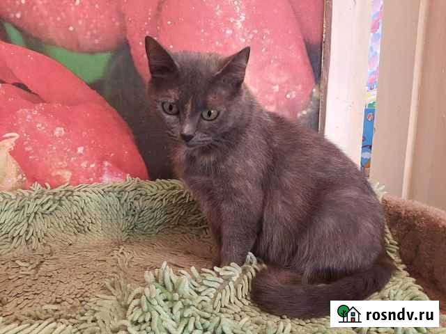 Мусечка ищет дом Тамбов - изображение 1