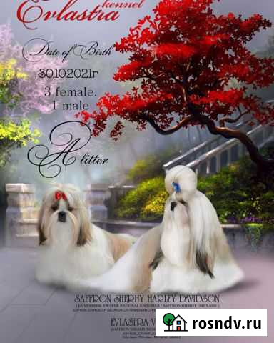 Ши-Тцу детки Краснодар - изображение 1