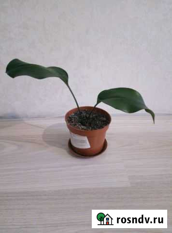 Комнатные растения Челябинск - изображение 1