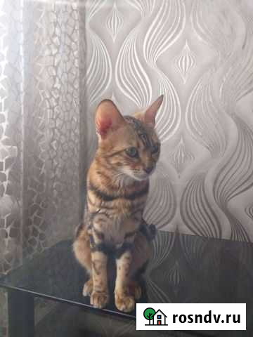 Бенгальская кошка Крутиха - изображение 1