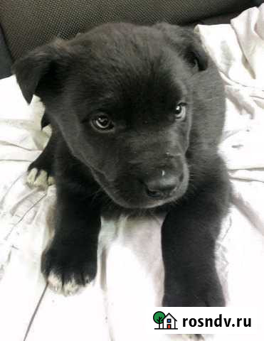 Малыши в дар Пермь - изображение 1