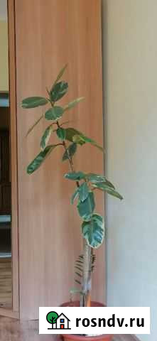 Фикус, 170см Новокузнецк - изображение 1