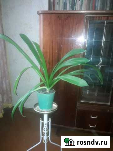 Комнатные цветы Ростов-на-Дону - изображение 1