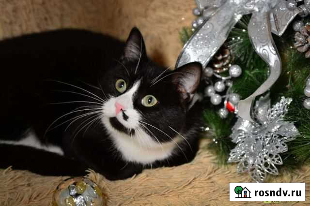 Отдам котика Мармариса Петропавловск-Камчатский - изображение 1