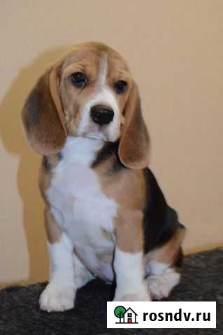 Щенки бигля Пермь - изображение 1