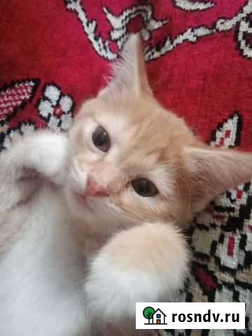 Бело-рыжая кошка Сызрань - изображение 1