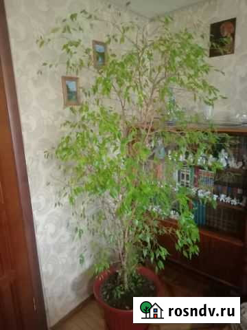 Фикус Бенджамина Астрахань - изображение 1