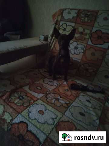 Русский той-терьер вязка Симферополь - изображение 1