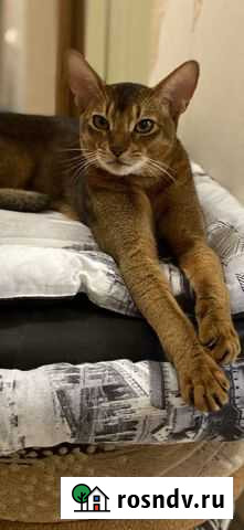 Вязка Кот Калининград - изображение 1