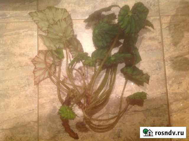 Бегония продажа обмен Воронеж - изображение 1