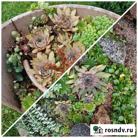 Молодило, седум Гурьевск - изображение 1