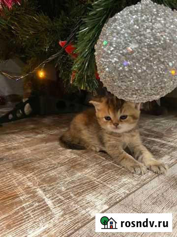 Шотландская Мурманск - изображение 1