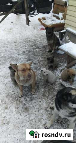 Щенки в добрые руки даром Стерлитамак - изображение 1