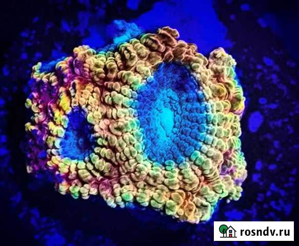 Favia Of The Gods Химки - изображение 1