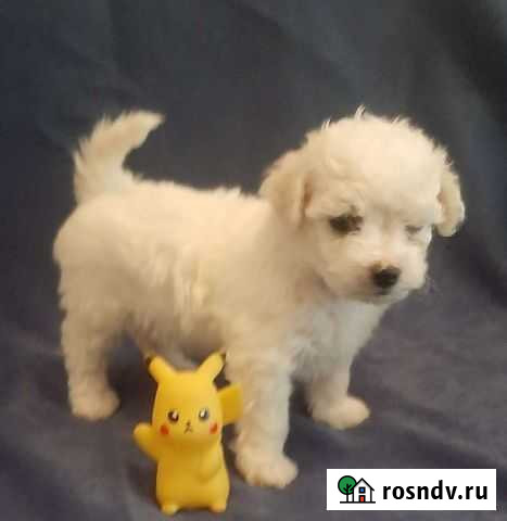 Французская болонка Курган - изображение 1