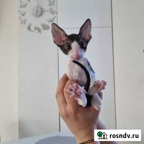 Котята корниш-рекс Калининград - изображение 1