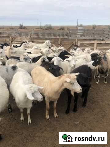 Козлята Ленинск - изображение 1