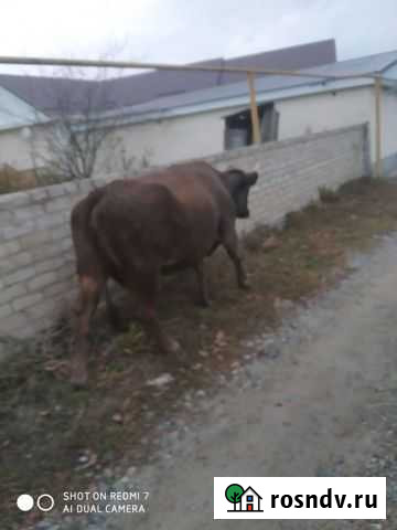 Корова Хабез - изображение 1