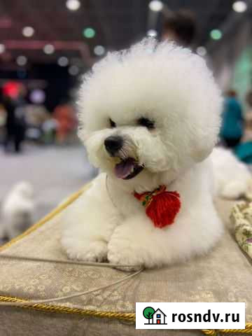 Щенки бишон фризе Барнаул - изображение 1