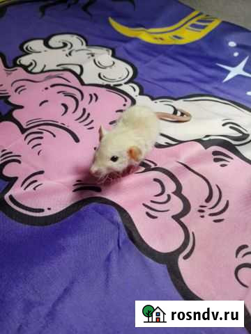 Крыса дамбо Саратов - изображение 1