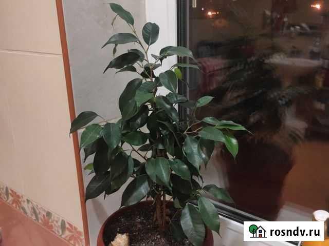 Фикус Бенджамина Самара - изображение 1