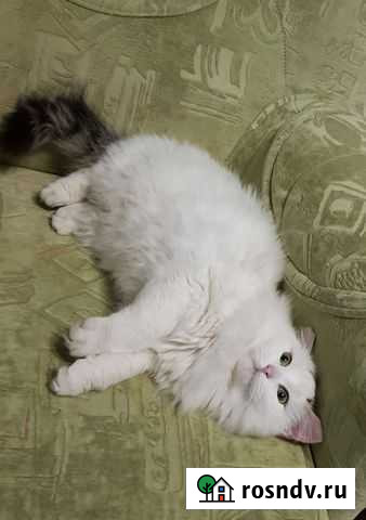 Кошки Курск - изображение 1