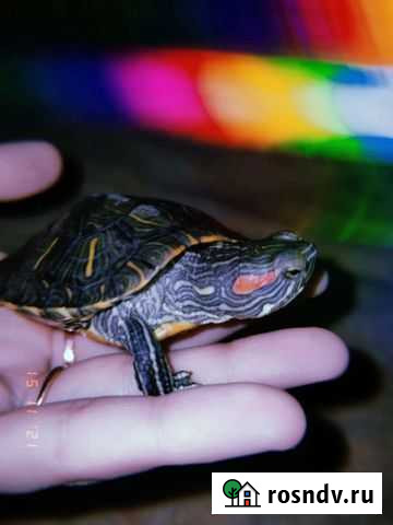 Черепаха Волгоград - изображение 1