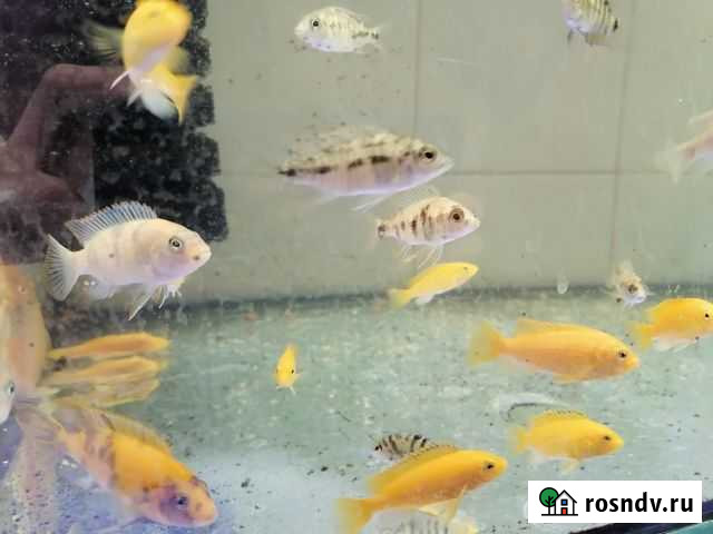 Цихлиды Новочеркасск - изображение 1