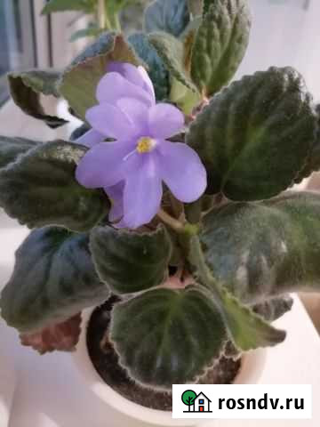 Альпийская фиалка Челябинск - изображение 1