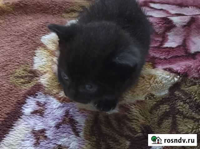 Кошка Петропавловск-Камчатский - изображение 1