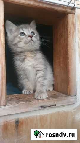 Кошка Лесной Городок - изображение 1