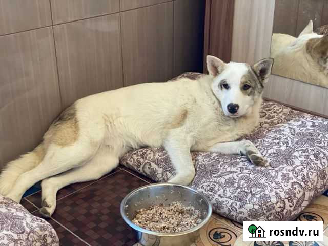 Ласковая и добрая Собака Керчь - изображение 1