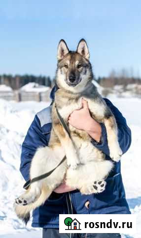Собака «Бэсси» Вахруши - изображение 1
