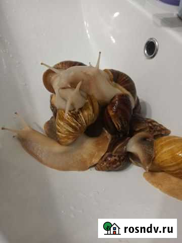 Улитки ахатины бесплатно Омск - изображение 1