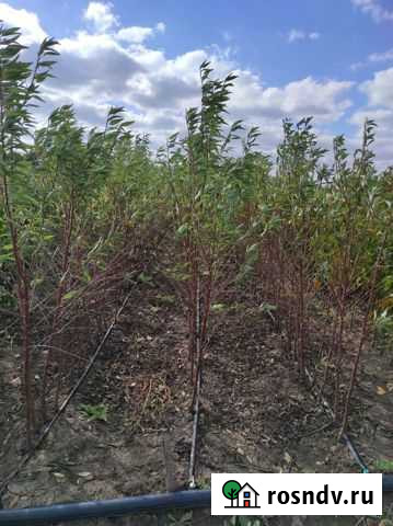 Саженцы миндаля Красногвардейское - изображение 1