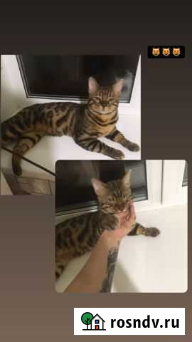 Бенгальская Каменск-Уральский - изображение 1