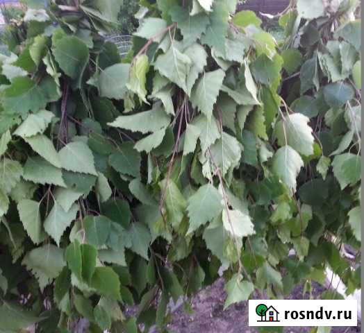 Березовые веники для бани Прокопьевск - изображение 1