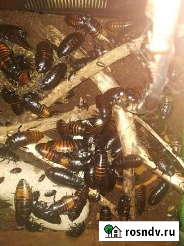 Мадагаскарские тараканы Советск - изображение 1