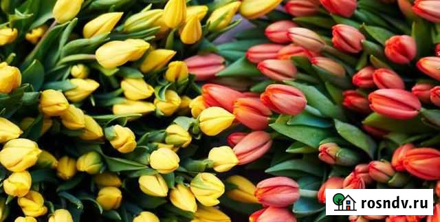 Тюльпаны оптом к 8 марта 2022 г Стерлитамак - изображение 1