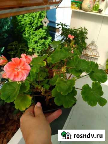 Пеларгония сортовая Lake Краснодар - изображение 1