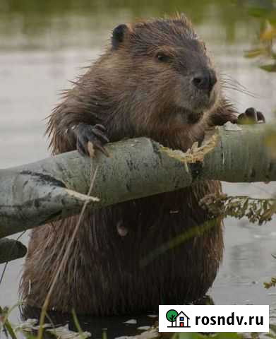 Для здоровья Россошь - изображение 1