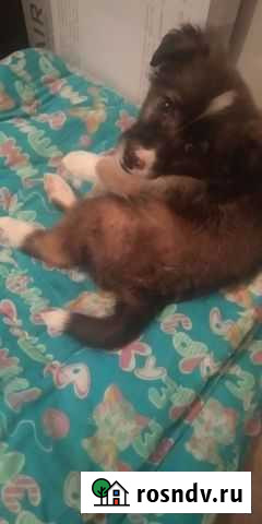 Отдам щенка в хорошие руки Железногорск - изображение 1