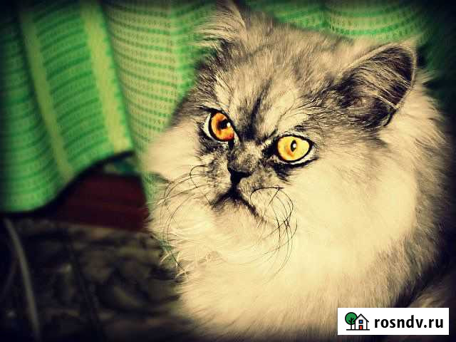 Персидская кошка в добрые руки бесплатно Саратов - изображение 1