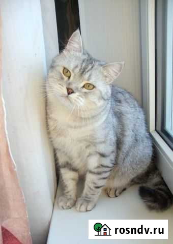 Отдаю ласкового кастрированного кота Оренбург - изображение 1